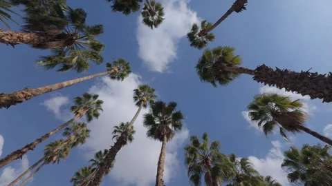 Low Angle 360 Orbit of Palm Trees Against Blue Sky and Clouds, Scenic Palms Stock Footage 331076277