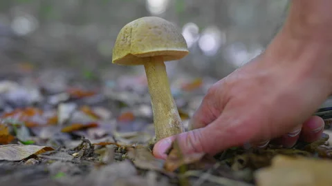 Low angle 4k clip of hands using pocket knife to pick a bolete mushroom. Video stock 318471423