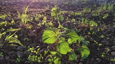 Low angle 4k footage  motion among small green plant, eco green world Stock Footage 133621536