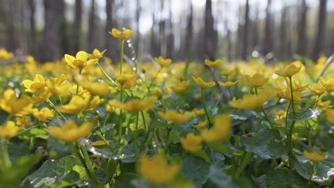 Low angle 4K macro over vibrant yellow wildflowers in the European Alps Video stock 341687625