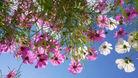Low angle 4K shot of blue sky and cosmos field. Video stock 243666937