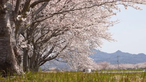 Low angle 4K slow motion video of rows of cherry trees swaying in the wind. Stock Footage 228577323