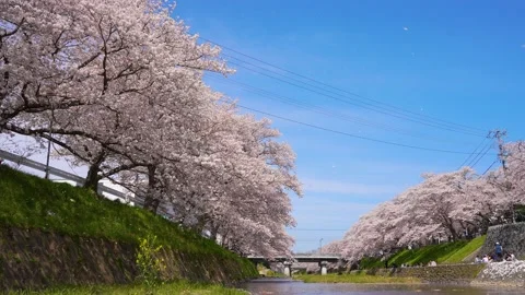 Low angle 4K slow motion video of a cherry blossom snowstorm falling. Stock Footage 229073323