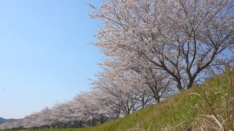Low angle 4K slow motion video of a cherry blossom snowstorm falling. Stock Footage 229832195