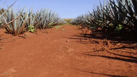 Low Angle 4k Stabilzed Agave Field Row Shot of Tequila Plants in Field Stock Footage 98302143