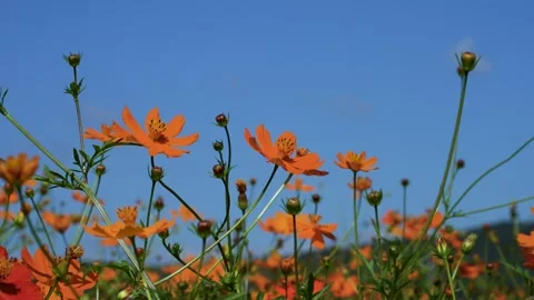Low angle 4K video of yellow cosmos and blue sky. Stock Footage 249923419