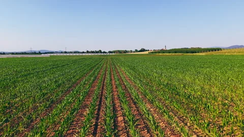 Low Angle Aerial Drone Flight Over Straight Crop Rows in Green Field Stock Footage 338362980