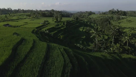 Low angle aerial drone view of rice fields at sunrise in Bali, Indonesia, 4K Stockbeeldmateriaal 277382488