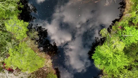 Low-Angle Aerial Drone View Through Lush Green... 库存影片 331821059