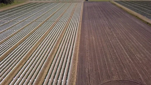 Low angle aerial flyover of vegetable farm and tractor. Stock Footage 99757459