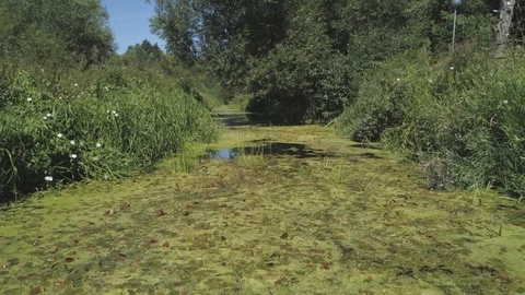 Low Angle Aerial Of Severe Algal Bloom - Algae Growth In Southern Sweden 4k Stock Footage 117614102
