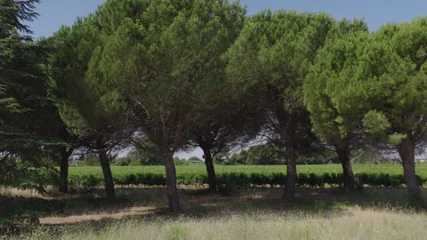 Low angle aerial under pine trees south of France Stock Footage 337990404