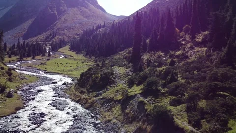 Low angle aerial view flying over rushing mountain river towards grazing horses 库存影片 334623741
