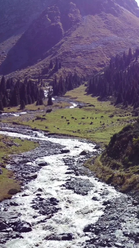 Low angle aerial view flying over rushing mountain river towards grazing horses Видео 336688950