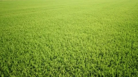 Low angle aerial view of green rice paddy meadow during sunset, close proximi Stock-Footage 256733094