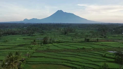 Low angle aerial view of green rice paddy meadow during sunset, close proximi Stock Footage 256733553