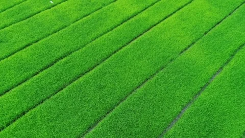 Low angle aerial view of green rice paddy meadow during sunset, close proximi Stock Footage 256734429