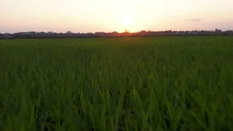 Low angle aerial view of rice paddy at sunset, revealing beautiful poetic ponds  Stock Footage 149172482