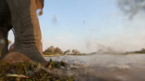 Low angle African Elephant approaching camera Stock Footage 43764798