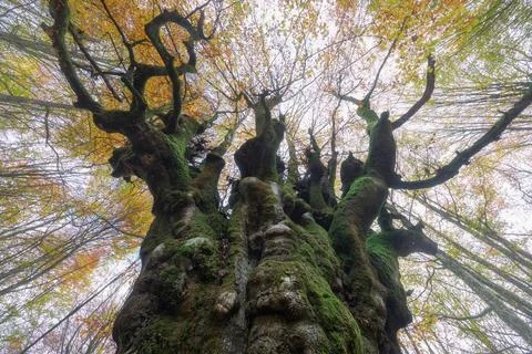 Low angle aged tall tree with green and yellow Stock Photos