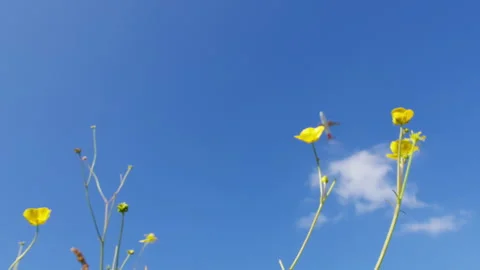 Low angle airplane takeoff over yellow wildflowers Stock Footage 290523620
