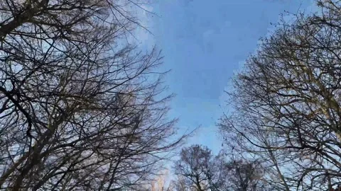 Low angle and creative drone views of tree branches under a sunny blue sky Stock Footage 300853136