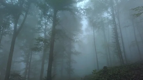 Low angle and point of view of forest trees during foggy weather Video stock 120432108