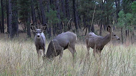Low Angle Another Shot of Curious Mule Deer Fawns in Medium High Grass Stock Footage 49997017