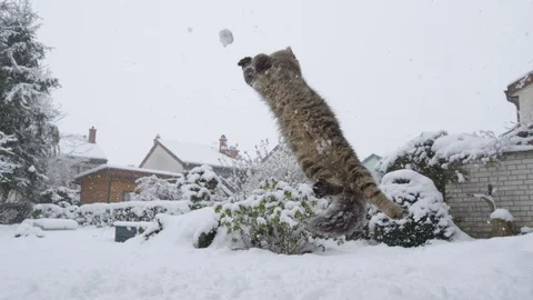 LOW ANGLE Awesome shot of house cat twisting through the air to catch a snowball Stock Footage 120450442