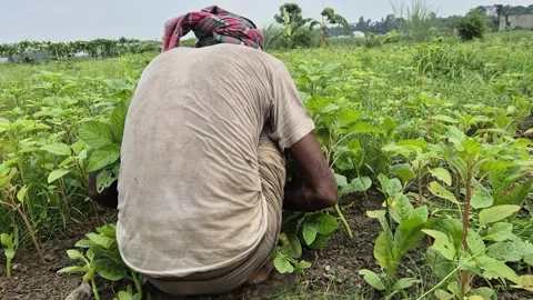 Low Angle Back View Of Farmer Sweating In Wet Shirt Working In Sunny Farm Field Vidéo 341838432