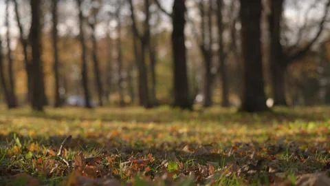 Low angle background of park during autumn 스톡 사진