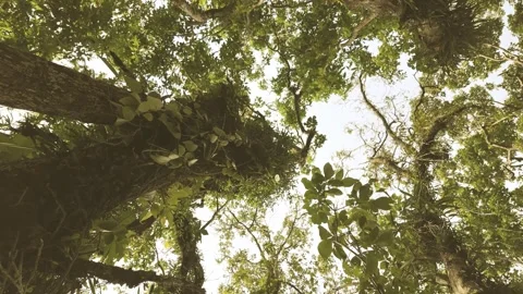 Low angle background video with tops of rainforest trees against a blue sky Stock Footage 294454163