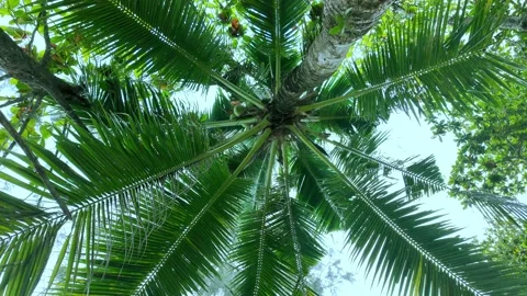 Low angle background video with tops of coconut trees against a blue sky without Stock Footage 296123707