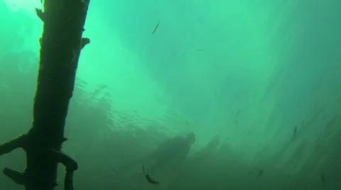 Low-angle backlight view of fish with snorkeler swimming in background Stock Footage 45198765