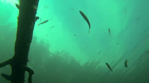 Low-angle backlight view of fish swimming Stock Footage 45198994