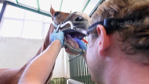 Low angle backview of vet checking mouth of a chestnut dressage horse. Video stock 128823057