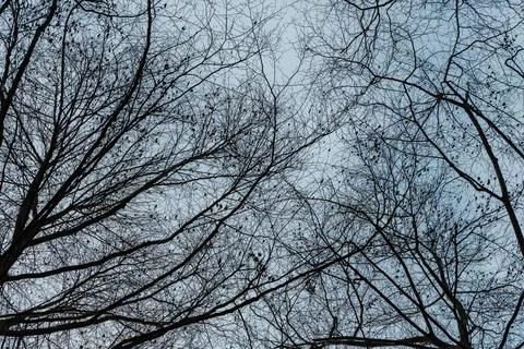 Low angle of bare branches of trees against the cloudy sky in a forest Foto stock