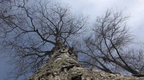 Low angle of a bare tree blue sky Stock Footage 37996376