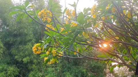 Low angle : beautiful kamboja flower in the garden, with sky background Stock Footage 281133415