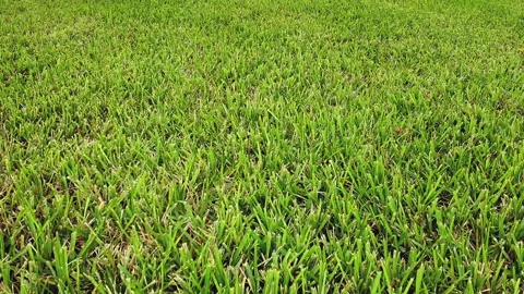 Low angle Beautiful Lawn Grass. Bermuda Grass Drone Footage, Aerial Stock Footage 228784293