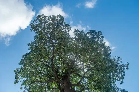Low angle of a big tree against a bright blue sky background Stock Photos