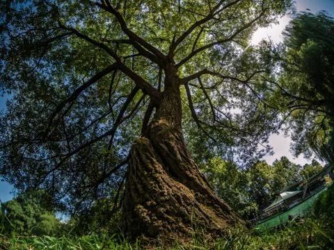 Low angle on a big tree Stock Photos
