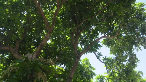 Low angle of a big tree with these green leaves, in Bali, Indonesia Stock Footage 222356989