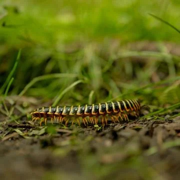 Low Angle Of Black and Yellow Millipede Crawling Across Trail Stockfoto's