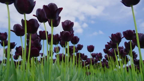 Low angle black, purple tulips with lush green stems, reaching for a blue sky Stock Footage 280443167