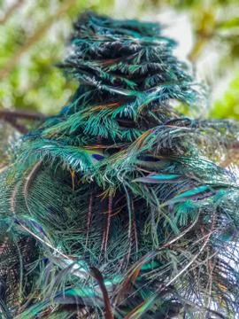 Low angle of blue and green peacock feathers. Stock Photos