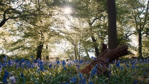 Low Angle of Bluebells in Forest Backlit by Golden Sunshine Stock Footage 129370935