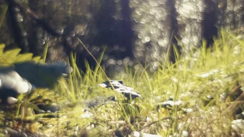 Low Angle Bokeh in Irish Forest Stock Footage 236124831