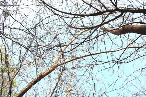 Low angle branches against sky Stock Photos