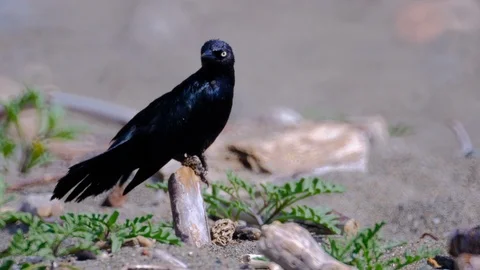 Low angle of brewers blackbird preening after bath having trouble staying on Vídeos de archivo 108471171